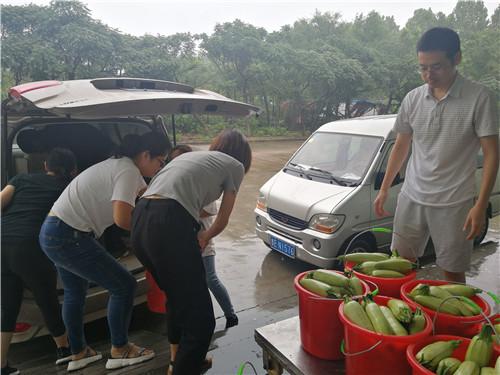 顾不上大棚排水,摘下一棚蔬菜匆匆送往安置点